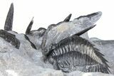 Uncommon Mrakibina Trilobite With Partials - Mrakib, Morocco #362823-5